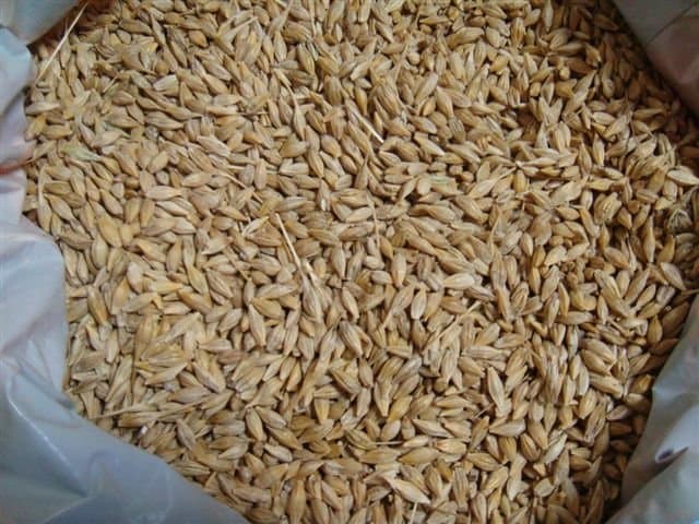 Non GMO Barley Grains